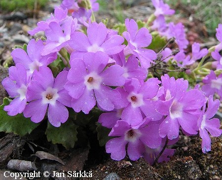 Primula hirsuta